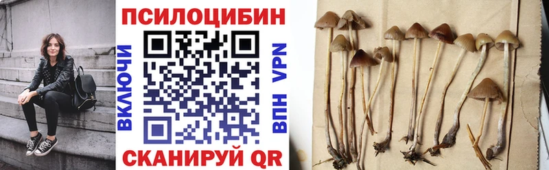 закладка  Тольятти  Псилоцибиновые грибы MAGIC MUSHROOMS 