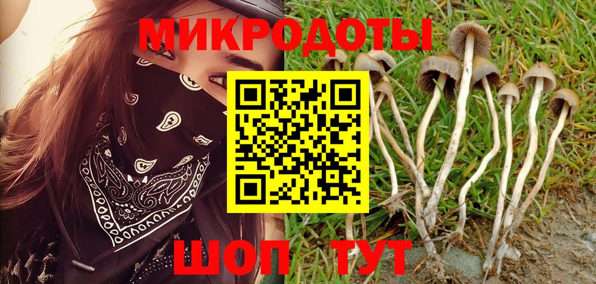 Галлюциногенные грибы Psilocybine cubensis Тольятти
